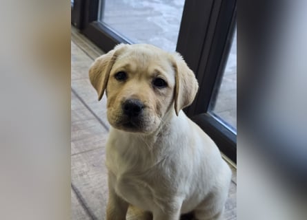 Labrador Welpen mit Ahnentafel