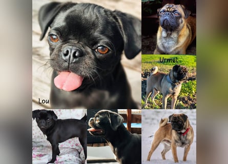 Mops Altdeutsche Mopszucht