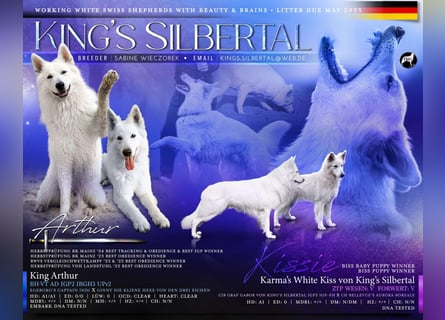 Weiße Schäferhund - Welpen für Familie, Sport und Show