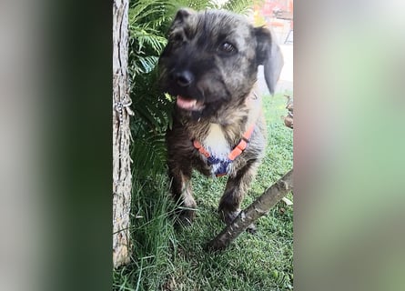 Mona – kleine Herzenshündin sucht ihr Für-immer-Zuhause