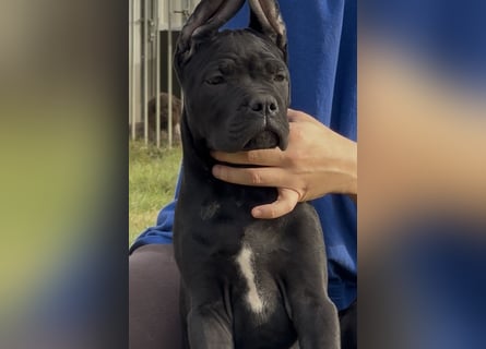 Cane corso italiano