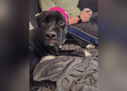 Rhodesian Ridgeback/ Cane Corso Mix