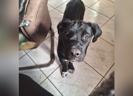 Rhodesian Ridgeback/ Cane Corso Mix