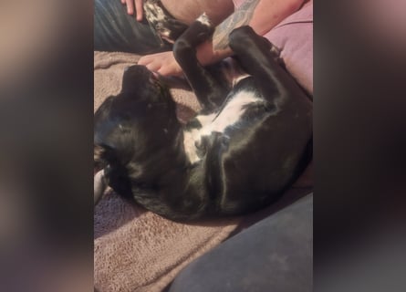 Rhodesian Ridgeback/ Cane Corso Mix