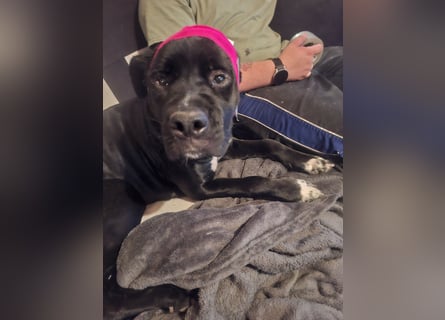 Rhodesian Ridgeback/ Cane Corso Mix