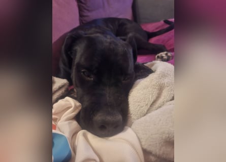 Rhodesian Ridgeback/ Cane Corso Mix