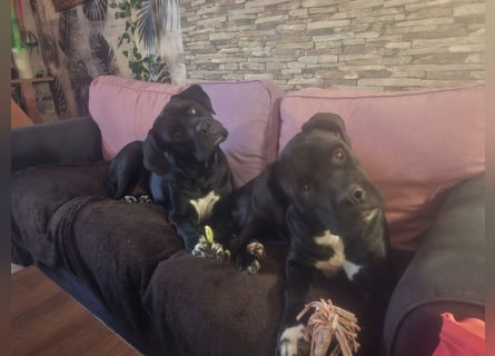 Rhodesian Ridgeback/ Cane Corso Mix