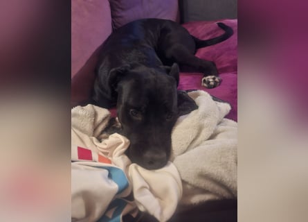 Rhodesian Ridgeback/ Cane Corso Mix