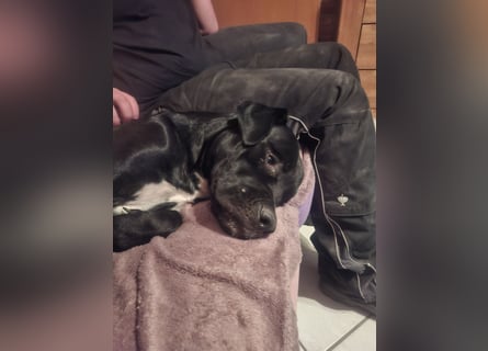 Rhodesian Ridgeback/ Cane Corso Mix