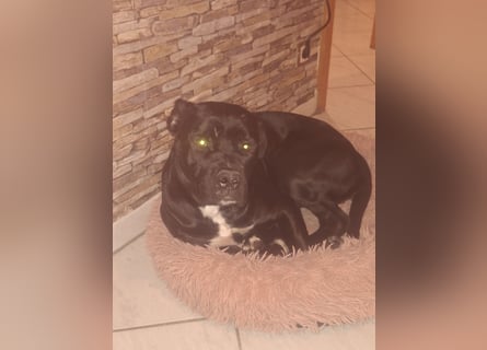 Rhodesian Ridgeback/ Cane Corso Mix