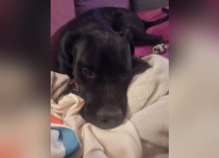 Rhodesian Ridgeback/ Cane Corso Mix