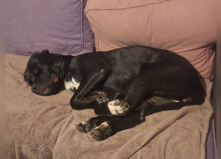 Rhodesian Ridgeback/ Cane Corso Mix