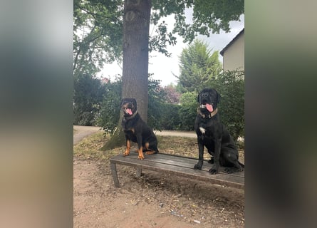 ❤️ Schweren Herzens suchen wir ein passendes Zuhause für unseren Cane Corso (1 Jahr).