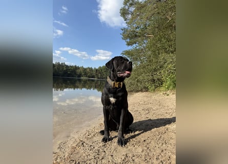 ❤️ Schweren Herzens suchen wir ein passendes Zuhause für unseren Cane Corso (1 Jahr).