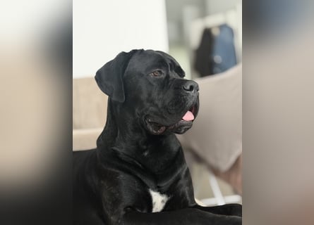 ❤️ Schweren Herzens suchen wir ein passendes Zuhause für unseren Cane Corso (1 Jahr).