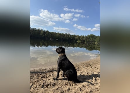 ❤️ Schweren Herzens suchen wir ein passendes Zuhause für unseren Cane Corso (1 Jahr).