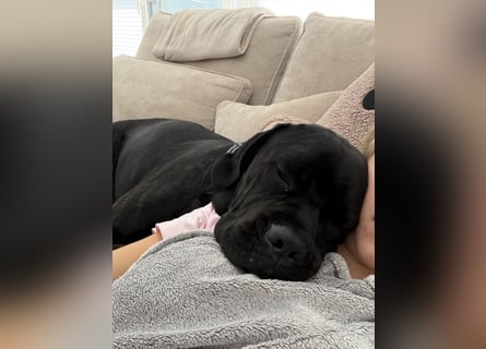 ❤️ Schweren Herzens suchen wir ein passendes Zuhause für unseren Cane Corso (1 Jahr).