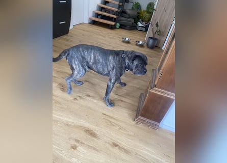 Mike Cane Corso sucht neues und liebevolles Zuhause
