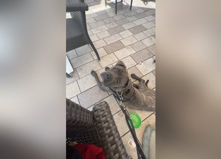 Cane Corso sucht neues und liebevolles Zuhause