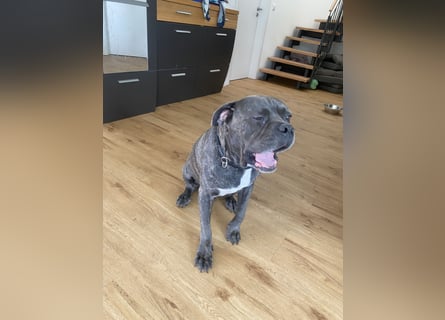 Mike Cane Corso sucht neues und liebevolles Zuhause