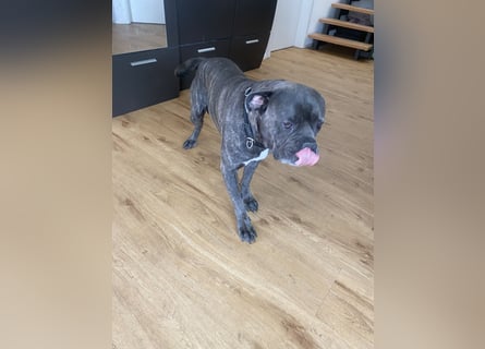 Mike Cane Corso sucht neues und liebevolles Zuhause