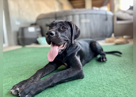 Cane Corso Welpen