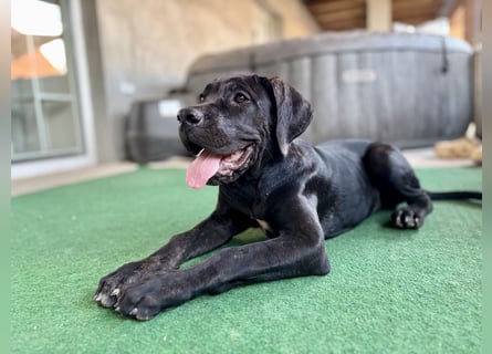 Cane Corso Welpen