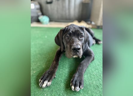 Cane Corso Welpen