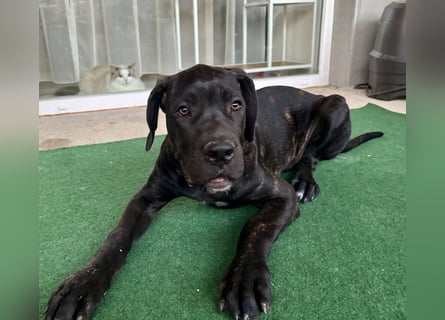 Cane Corso Welpen