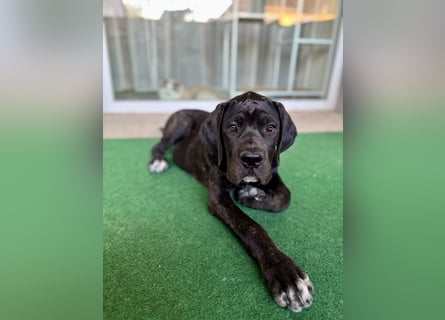 Cane Corso Welpen