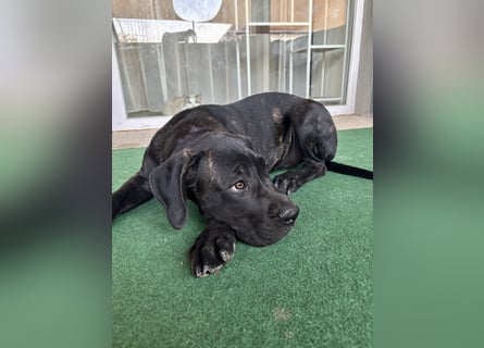 Cane Corso Welpen