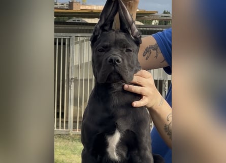 Cane corso italiano
