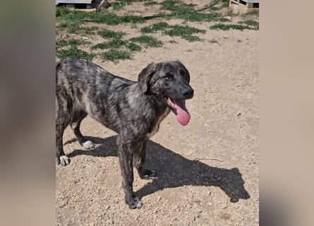 Benno: er liebt Menschen über alles