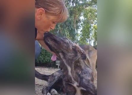 Benno: er liebt Menschen über alles