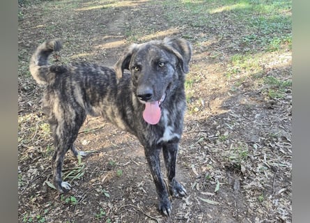 Benno: er liebt Menschen über alles