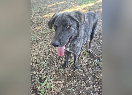 Benno: er liebt Menschen über alles