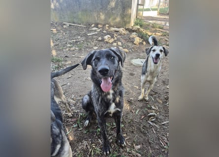 Benno: er liebt Menschen über alles