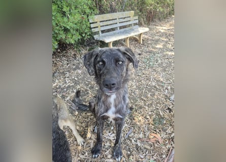 Benno: Traumhund für aktive Menschen