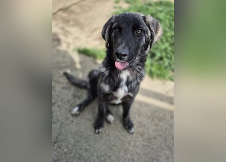 Benno: Traumhund für aktive Menschen