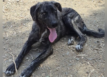 Benno: Traumhund für aktive Menschen