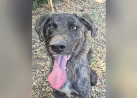 Benno: Traumhund für aktive Menschen