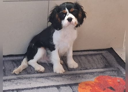 süßer Cavalier Rüde