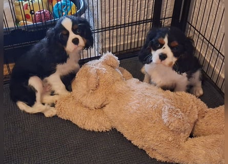 süße Cavalier Rüden