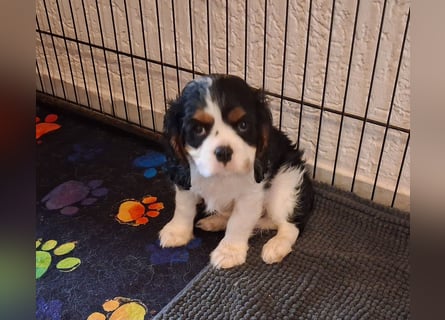 süße Cavalier Rüden