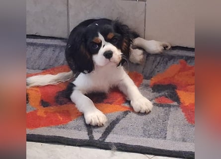 süßer Cavalier Rüde