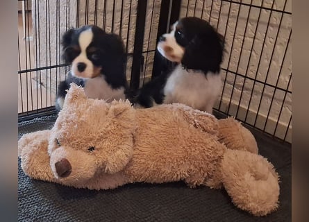 süße Cavalier Rüden