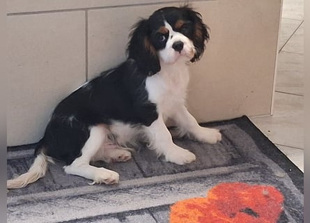 süßer Cavalier Rüde