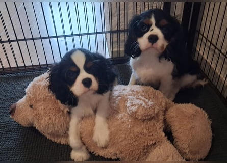 süße Cavalier Rüden