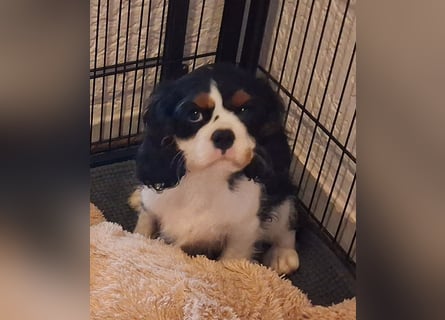 süßer Cavalier Rüde