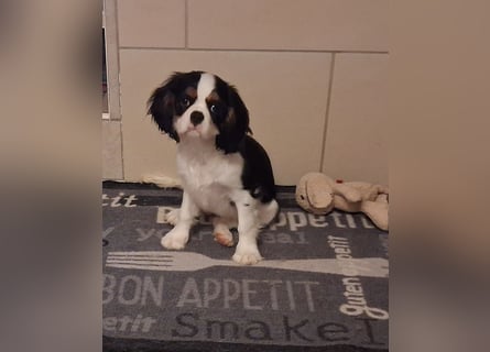 süße Cavalier Hündin